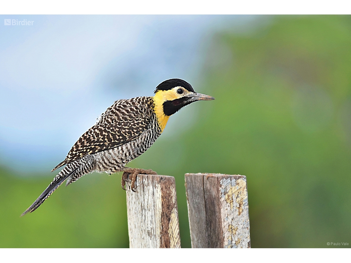 Colaptes campestris