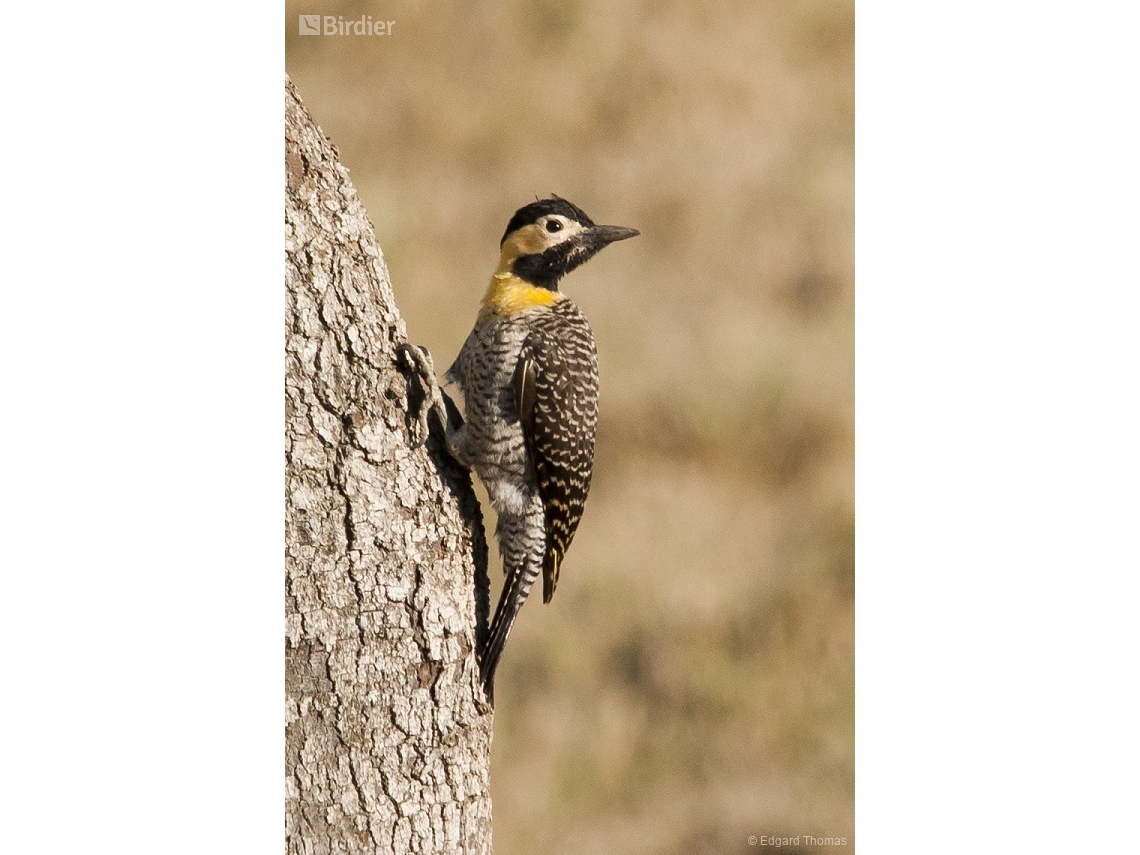 Colaptes campestris