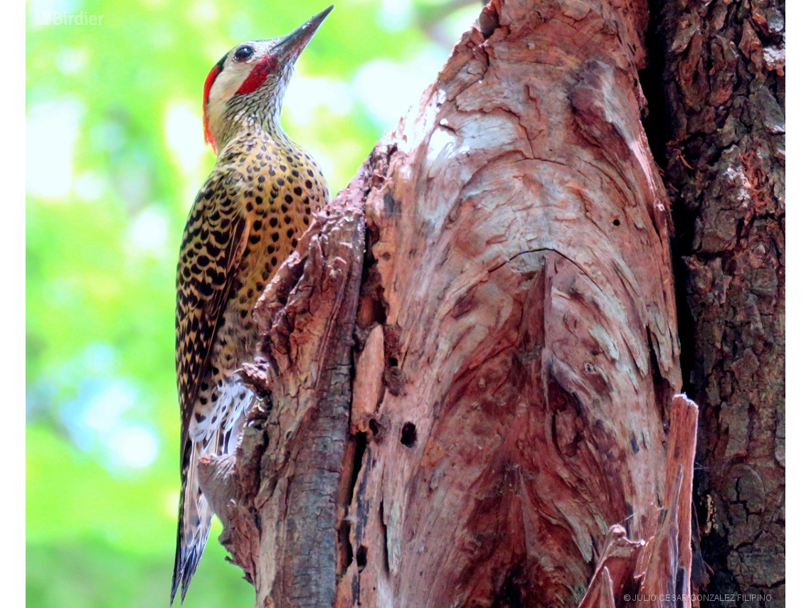 Colaptes melanochloros