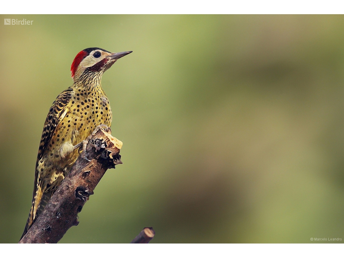 Colaptes melanochloros