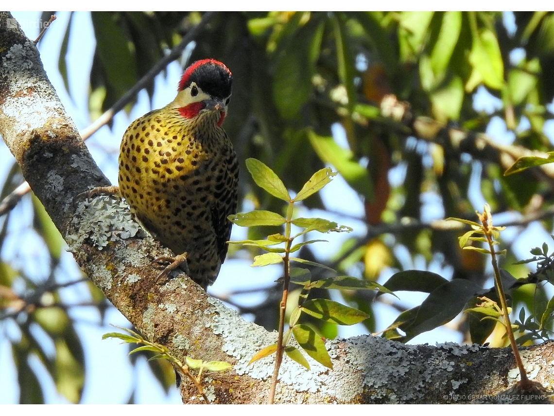 Colaptes melanochloros
