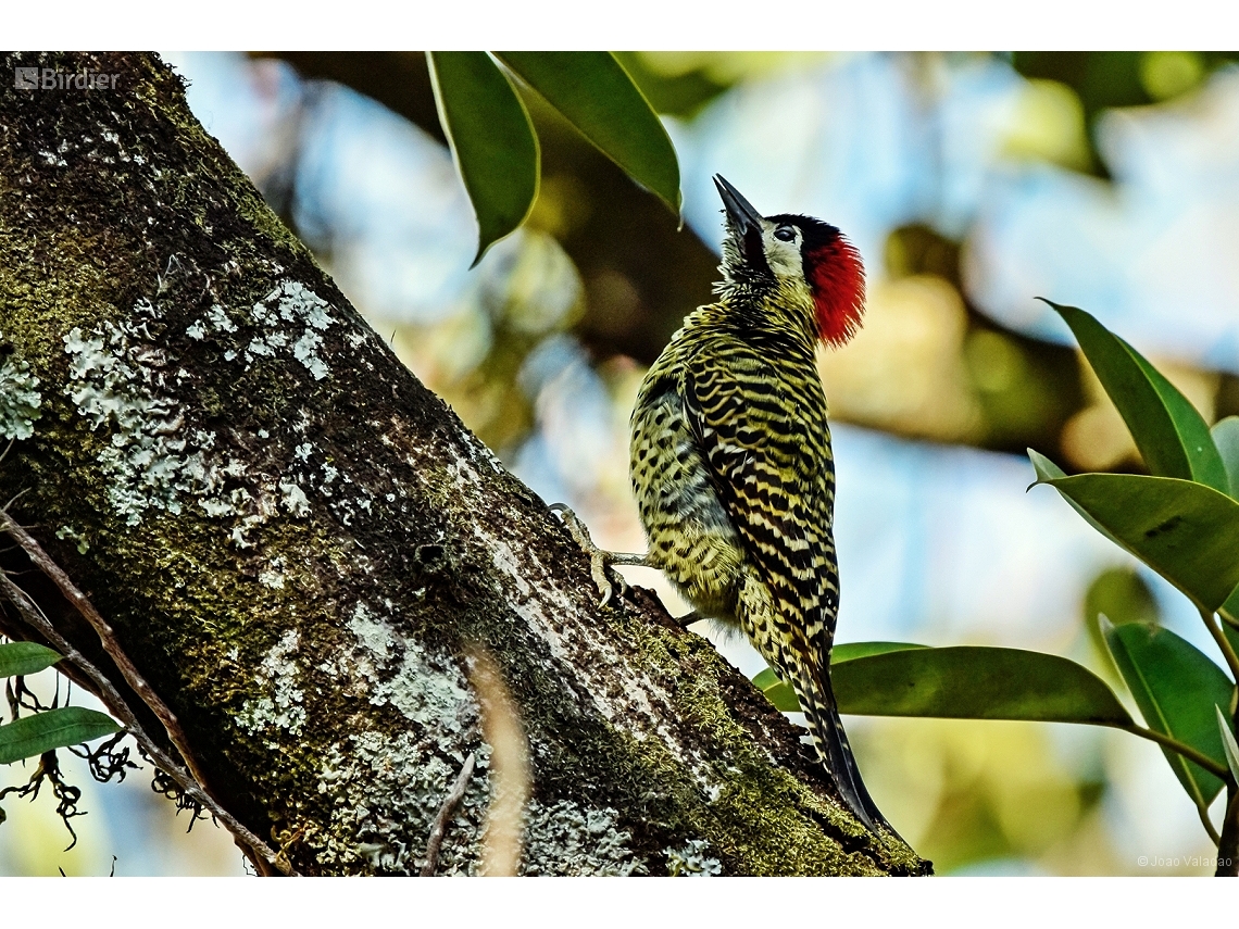 Colaptes melanochloros