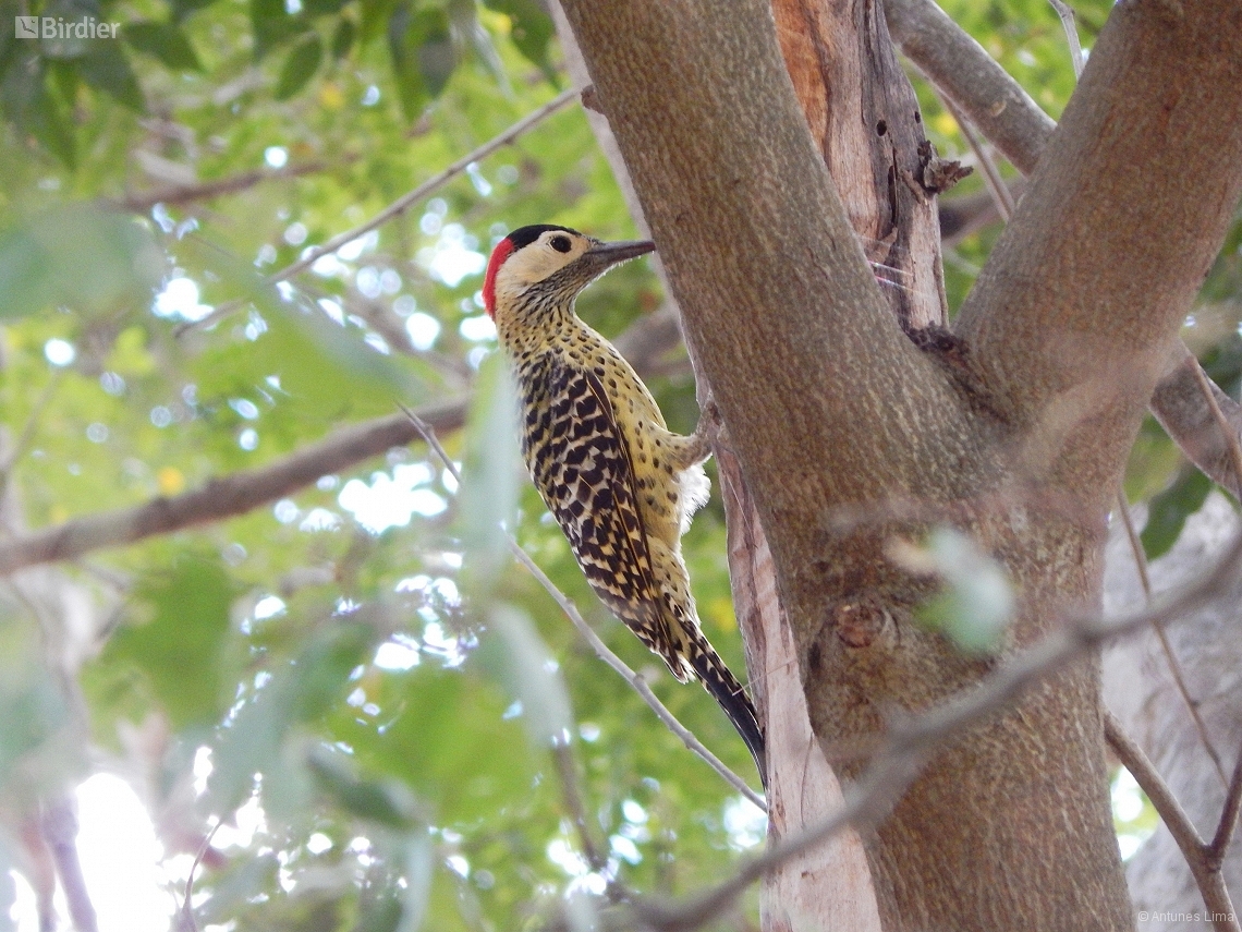 Colaptes melanochloros