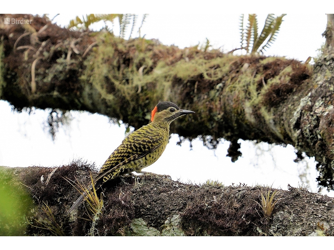 Colaptes melanochloros