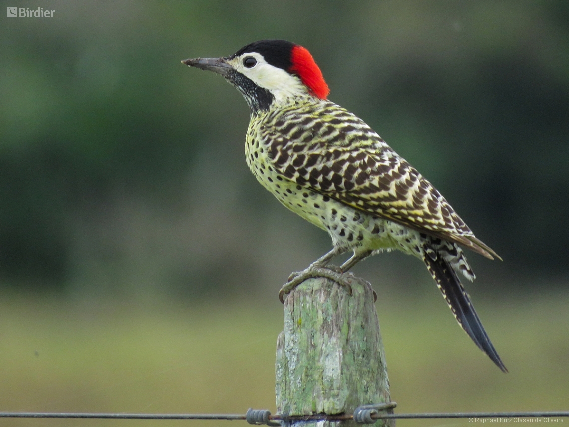 Colaptes melanochloros