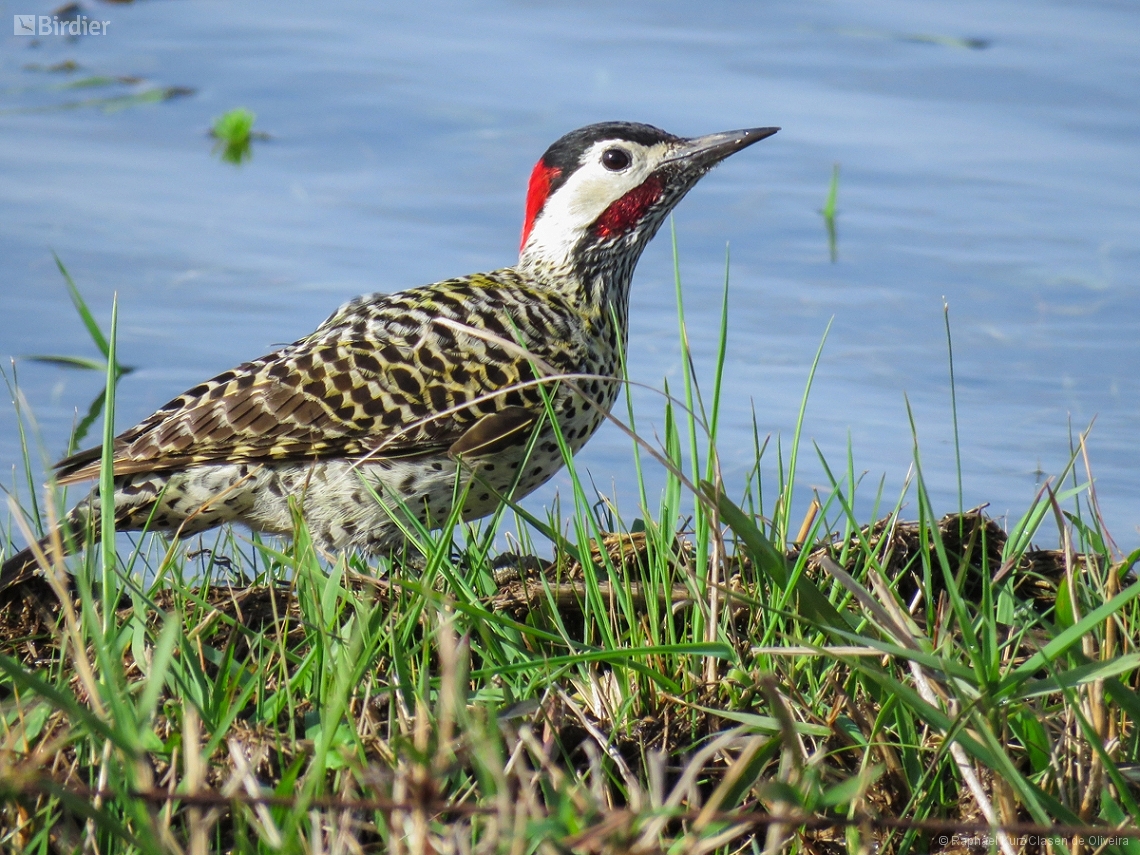 Colaptes melanochloros