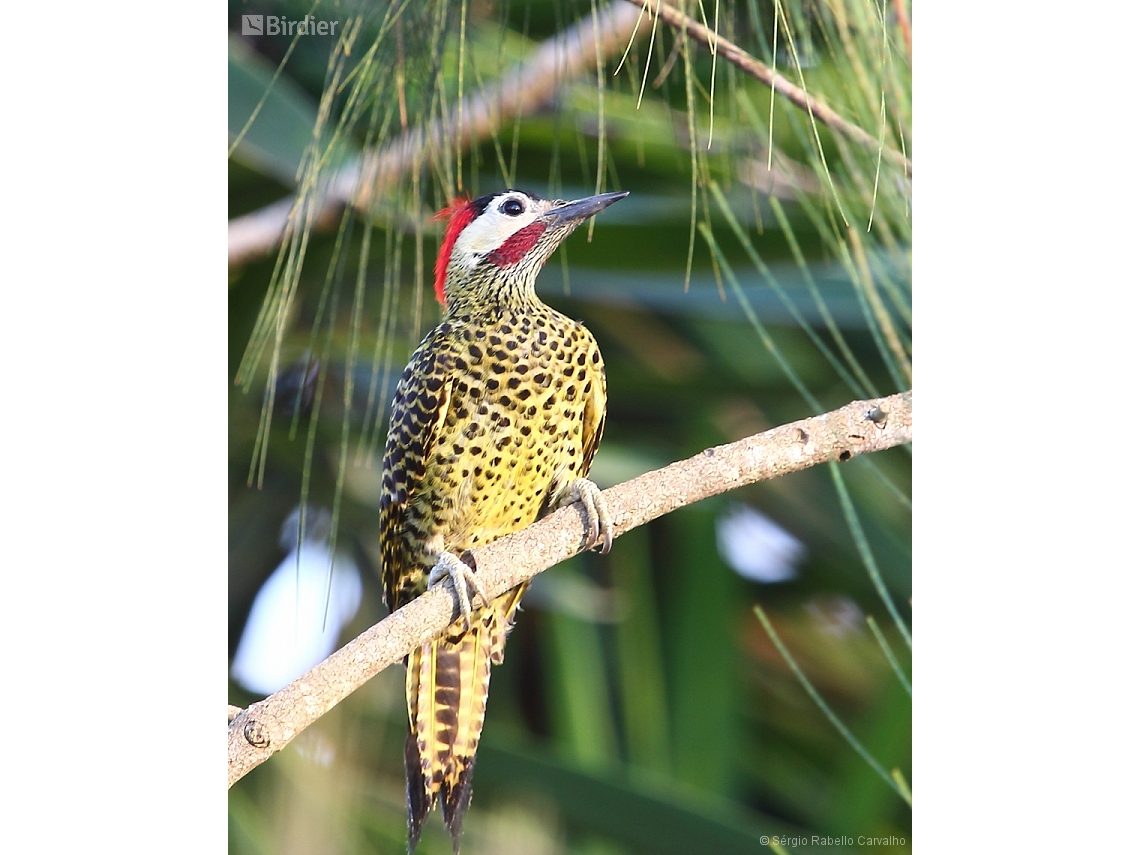 Colaptes melanochloros