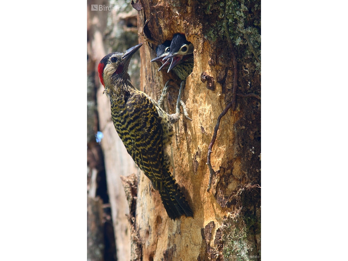 Colaptes melanochloros