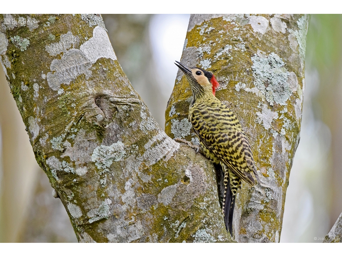 Colaptes melanochloros