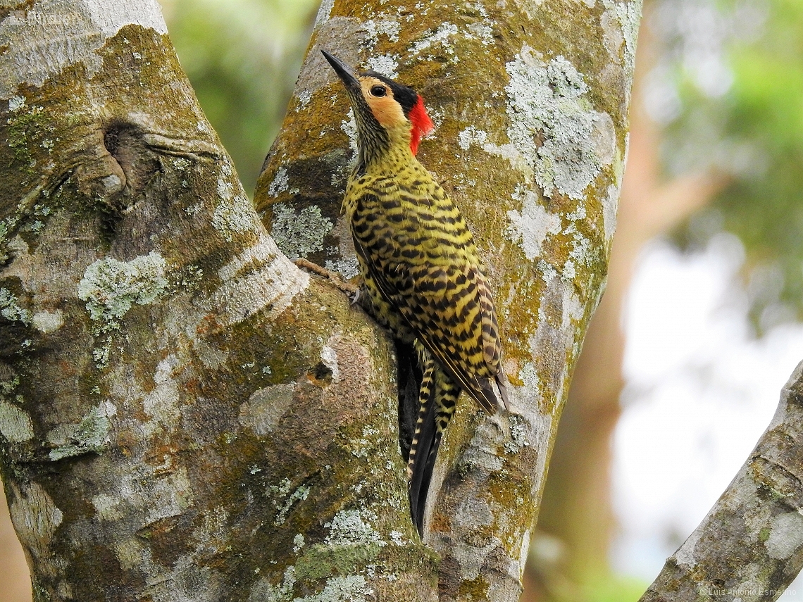 Colaptes melanochloros