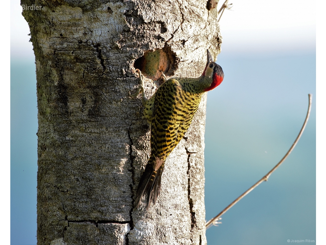 Colaptes melanochloros