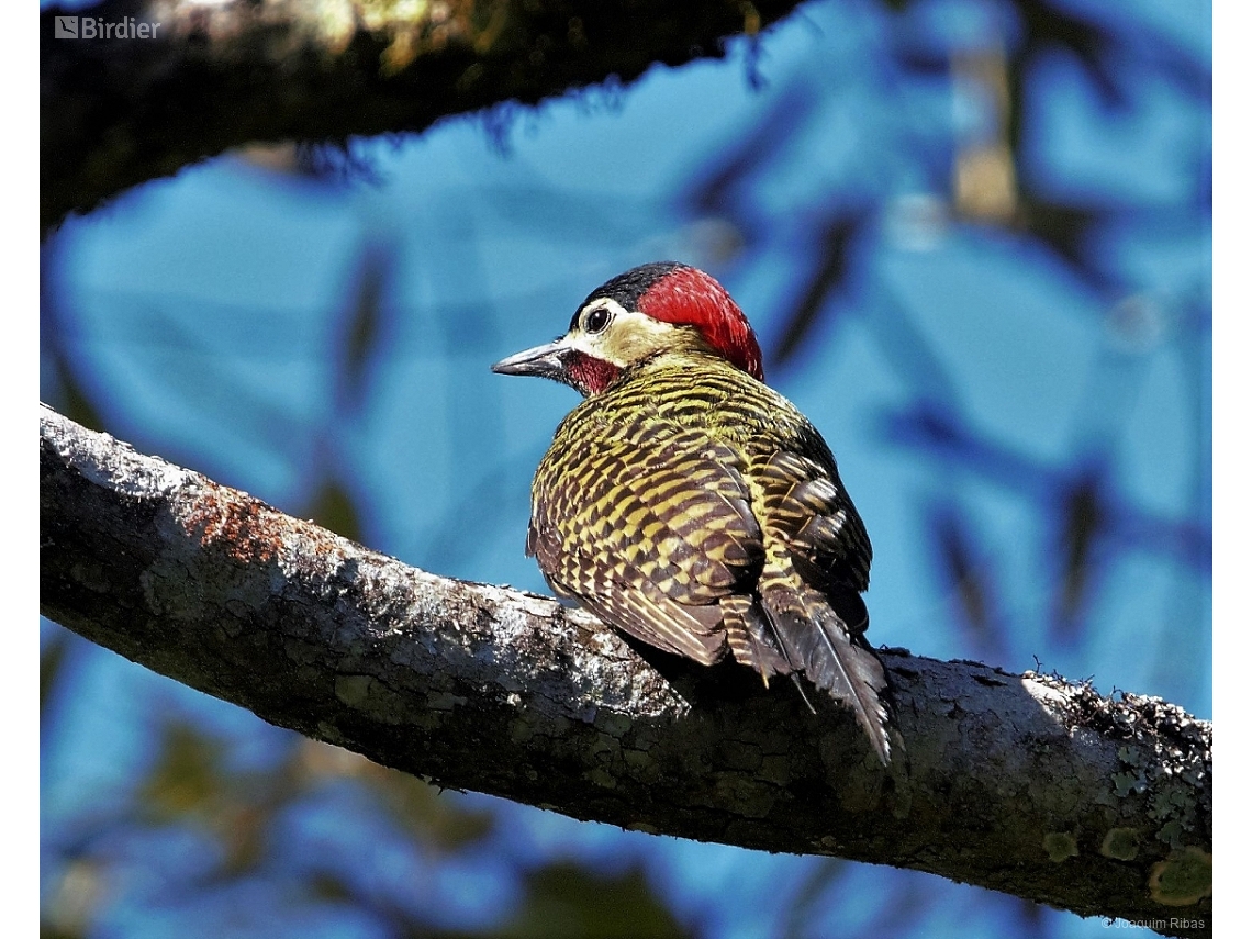 Colaptes melanochloros