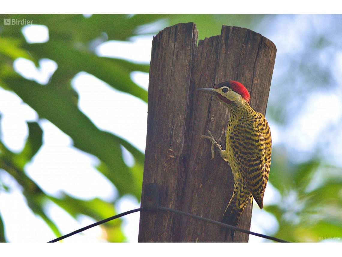 Colaptes melanochloros