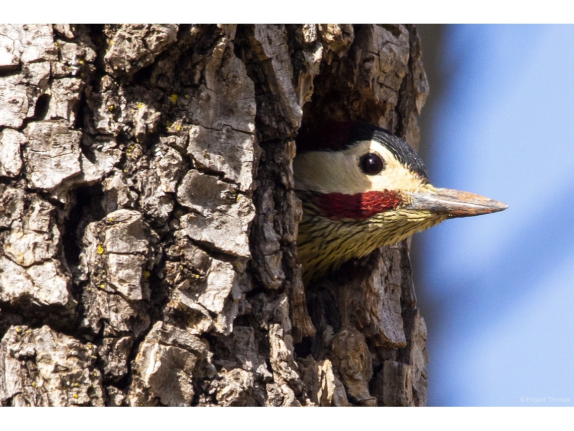 Colaptes melanochloros