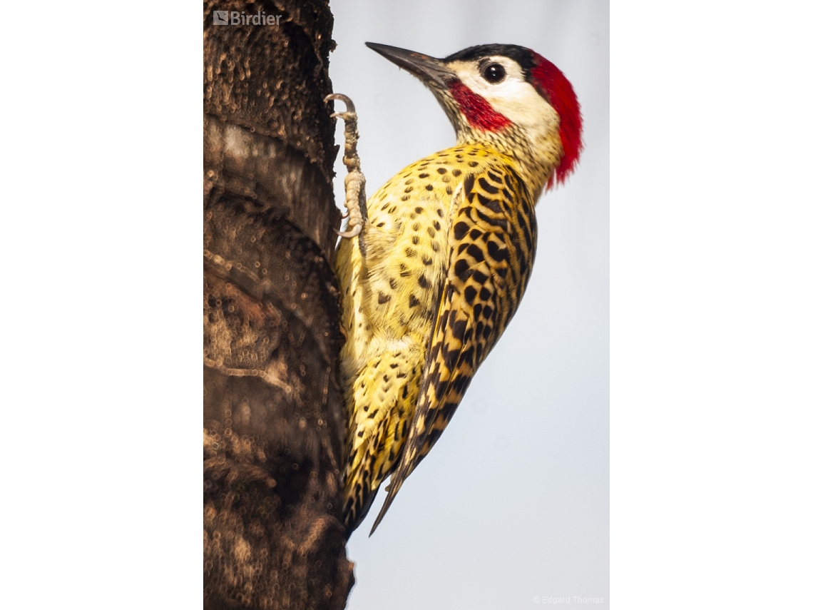 Colaptes melanochloros