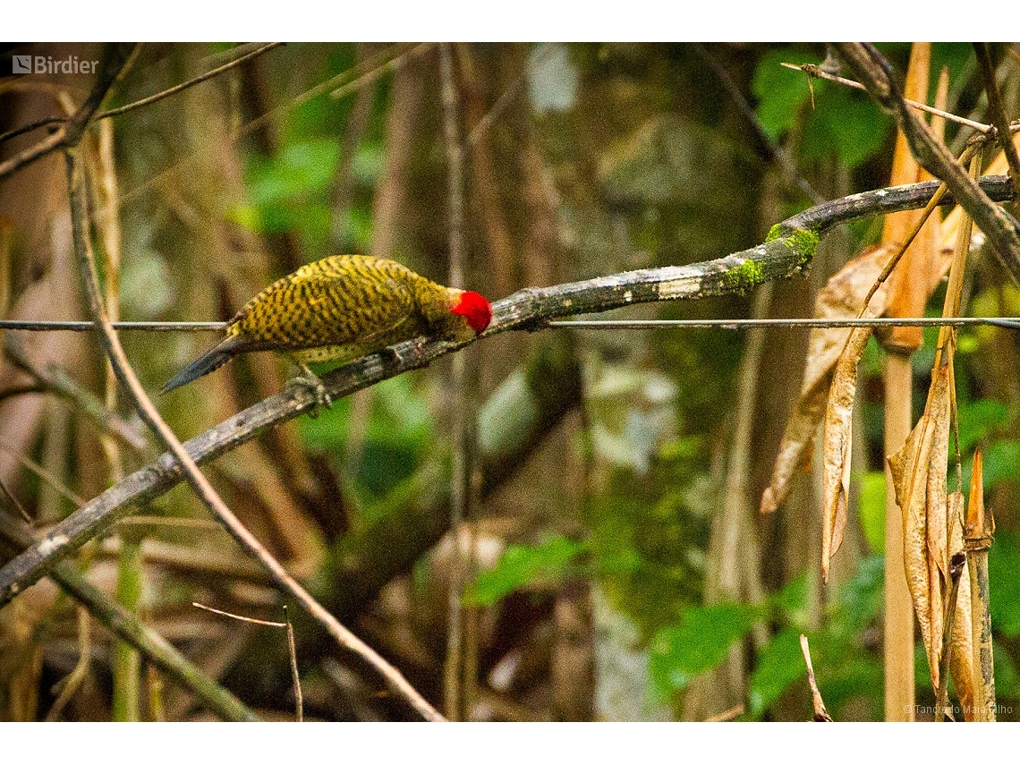 Colaptes punctigula