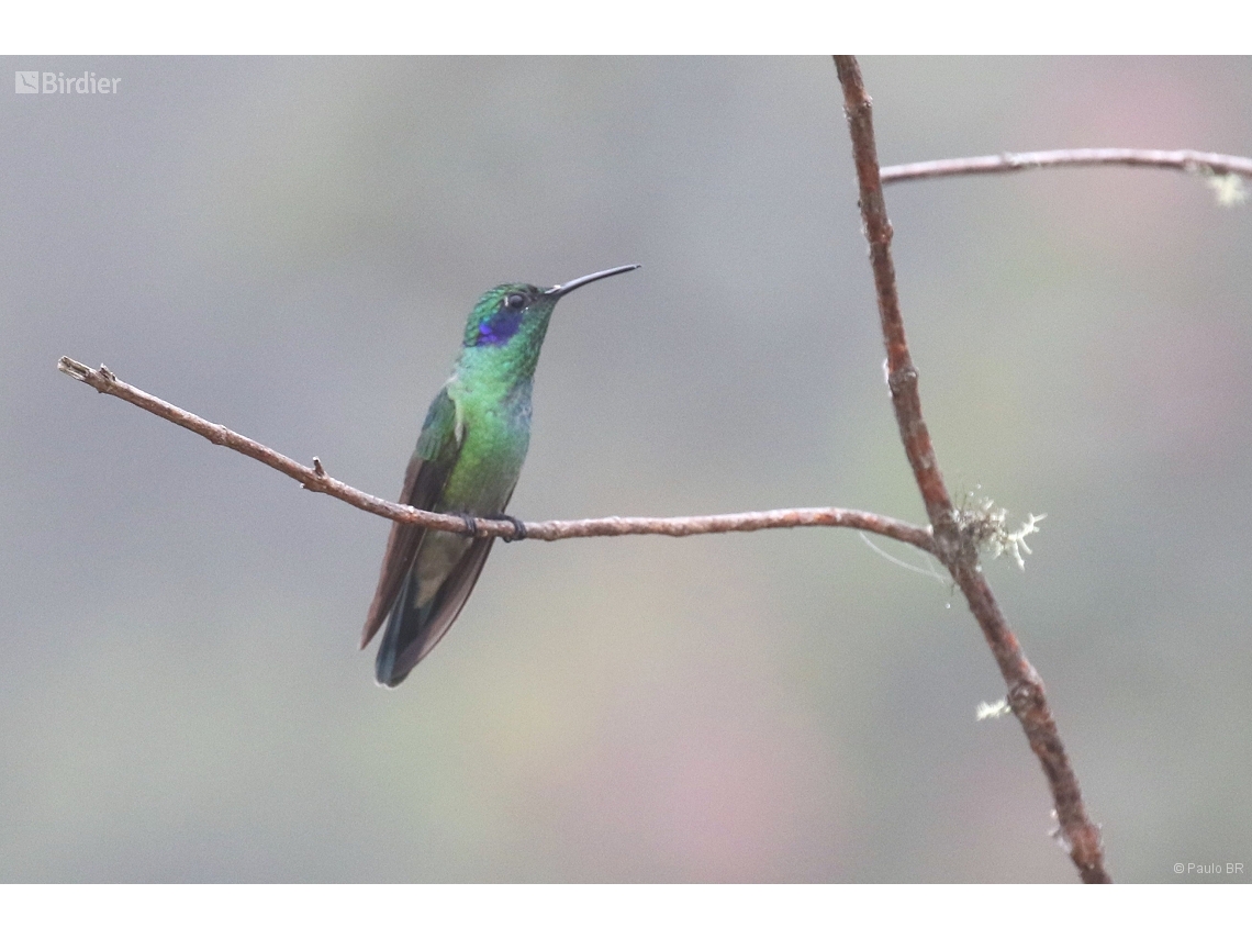Colibri cyanotus