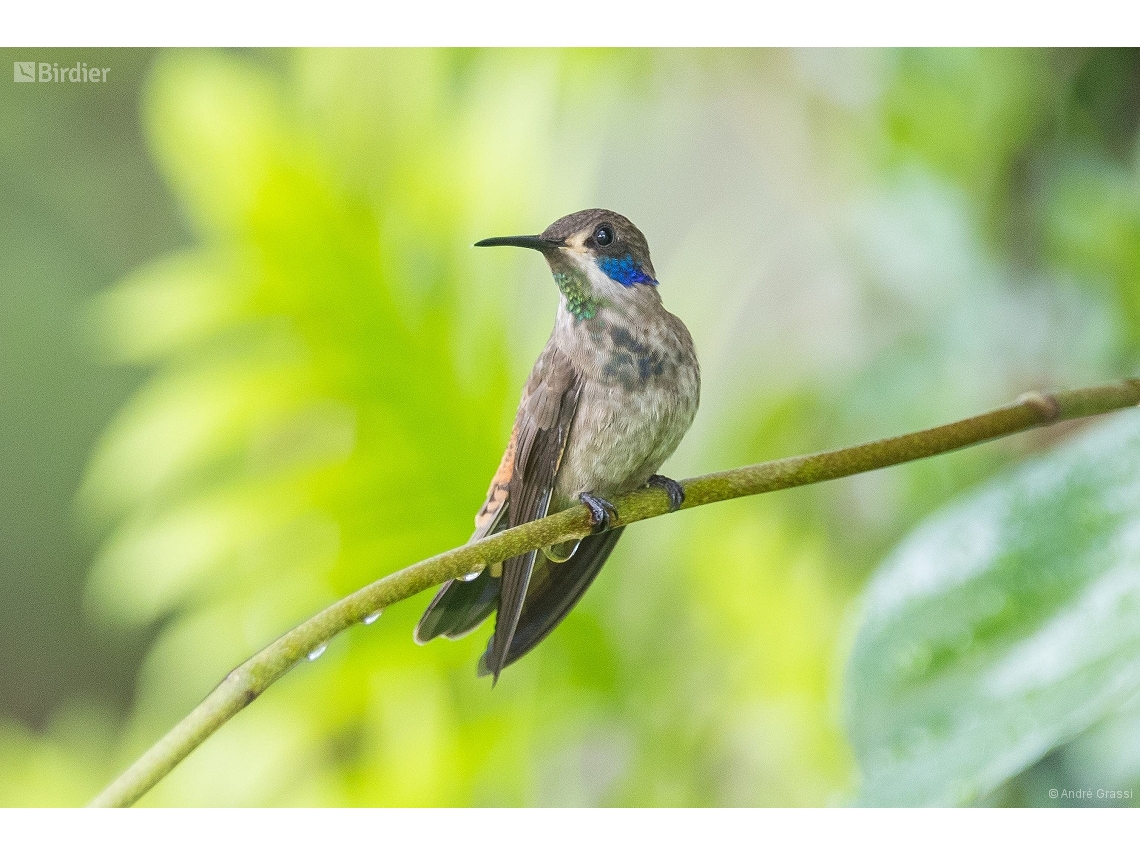 Colibri delphinae