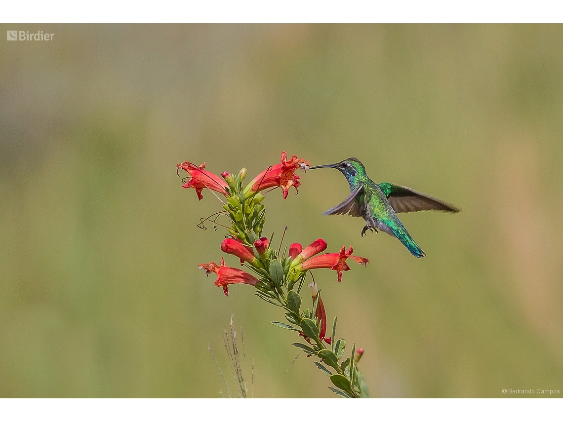 Colibri serrirostris