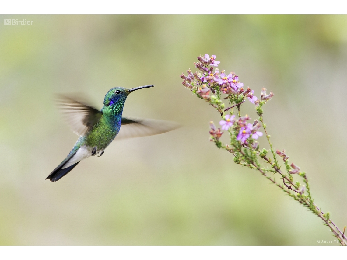 Colibri serrirostris