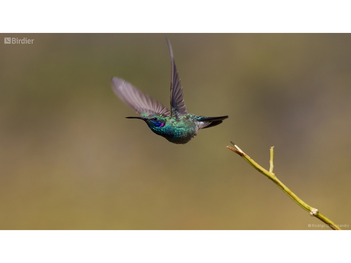 Colibri serrirostris