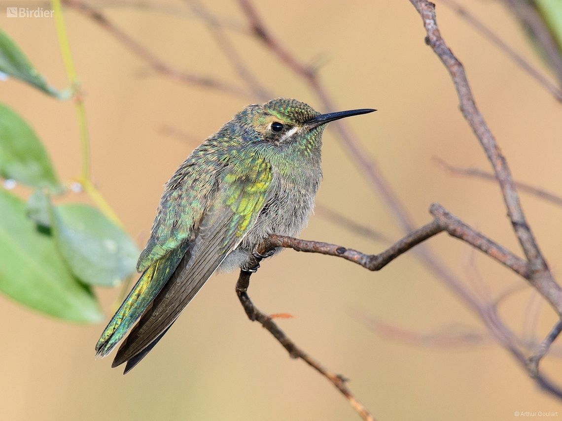 Colibri serrirostris