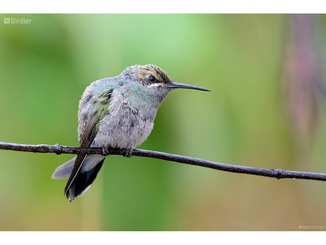 Colibri serrirostris