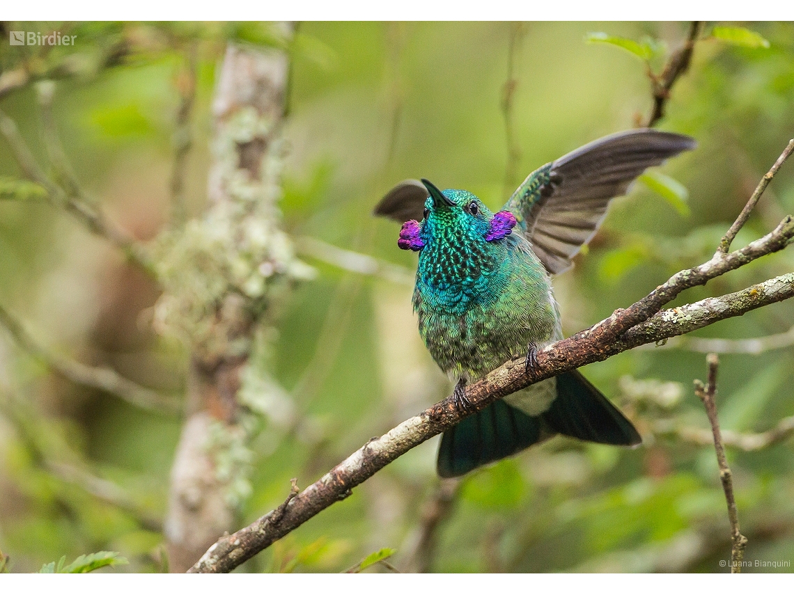 Colibri serrirostris