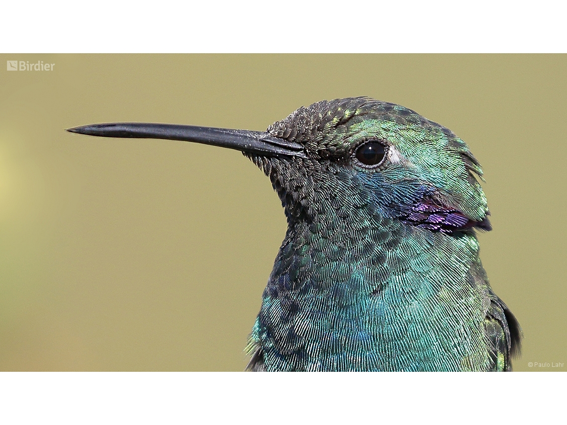 Colibri serrirostris