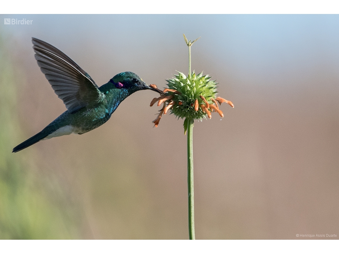 Colibri serrirostris