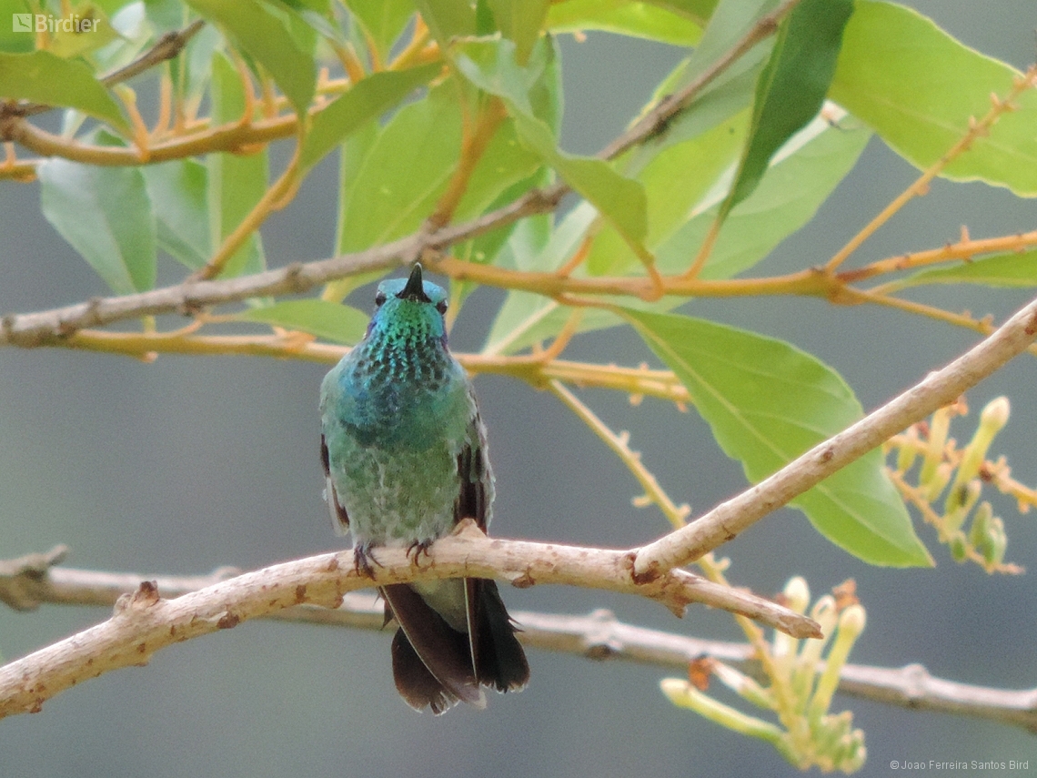 Colibri serrirostris