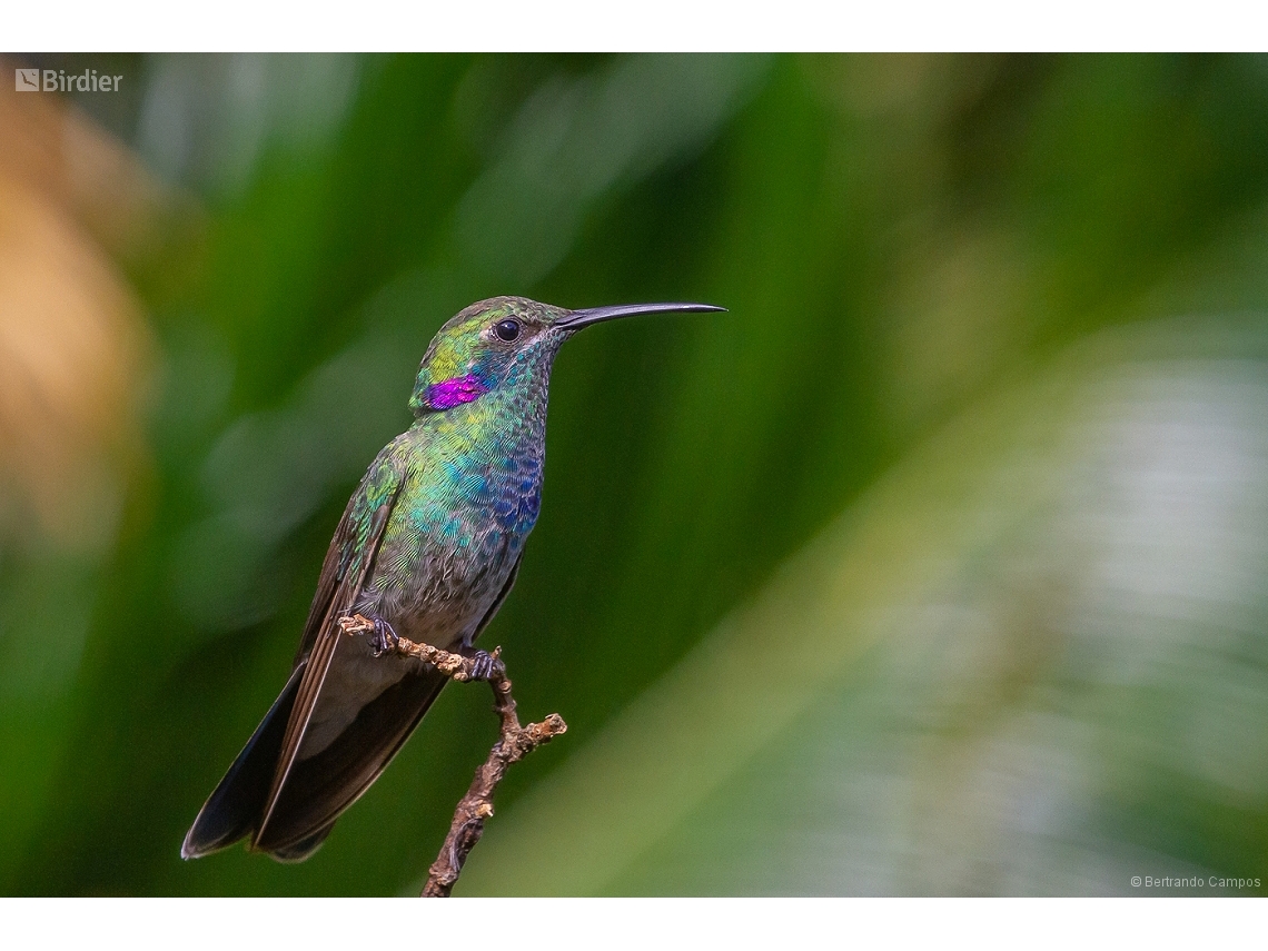 Colibri serrirostris