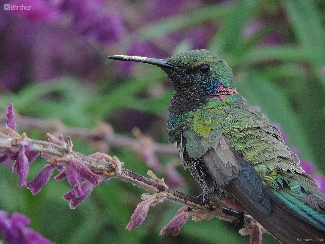 Colibri serrirostris