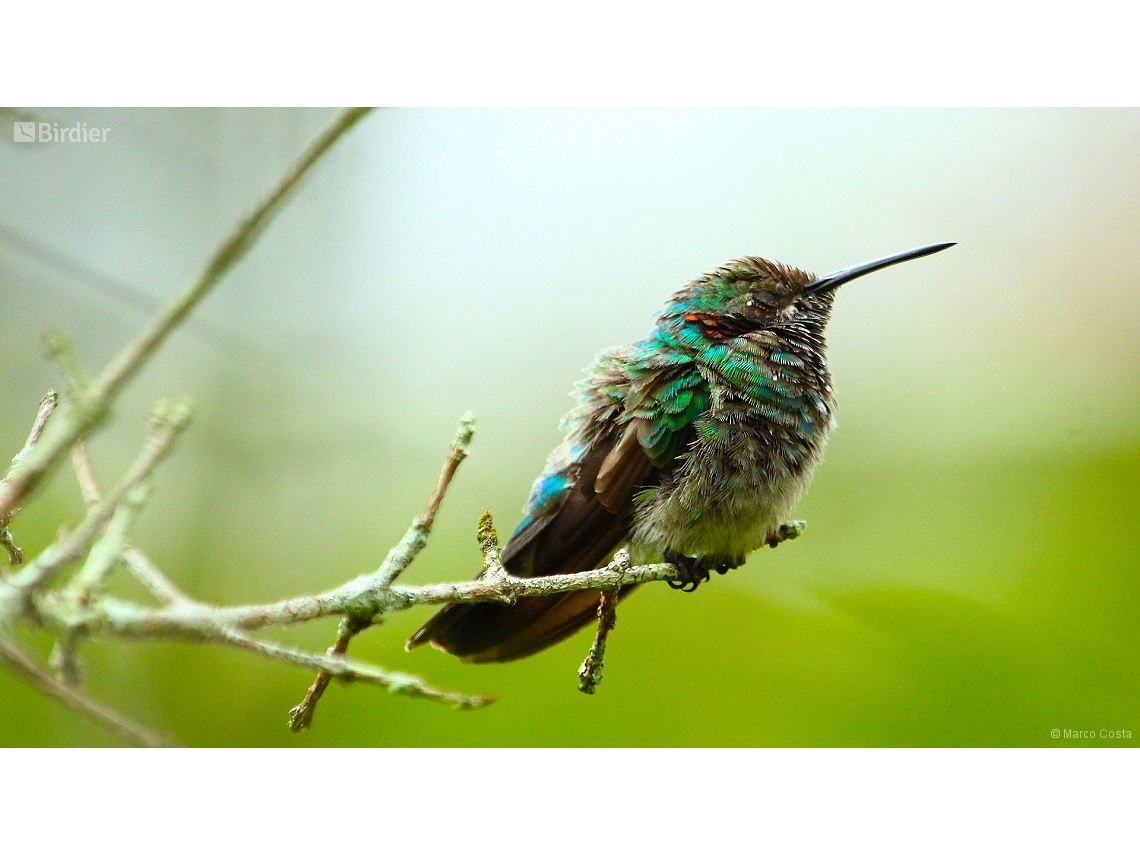 Colibri serrirostris