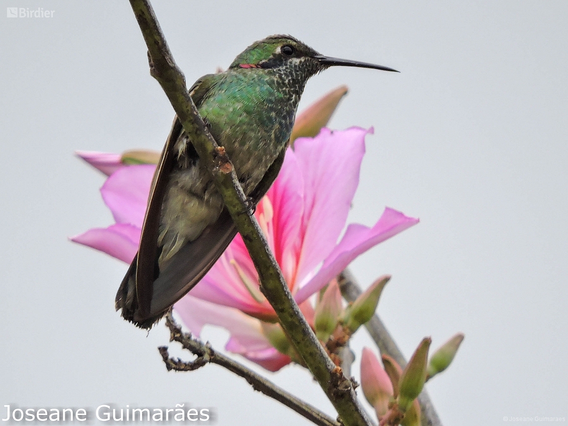 Colibri serrirostris