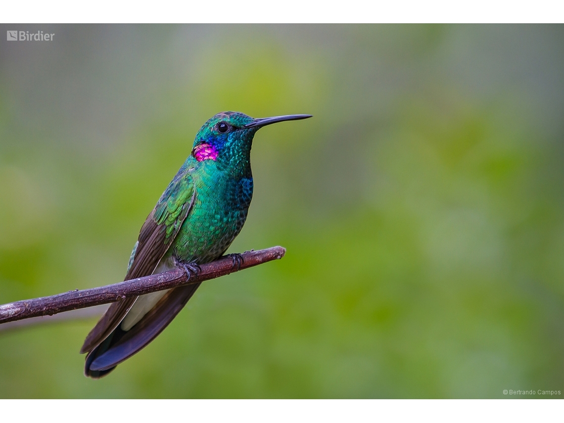 Colibri serrirostris