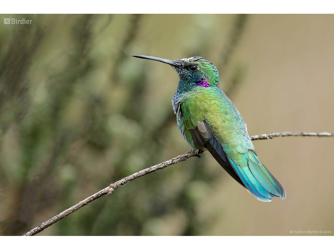 Colibri serrirostris