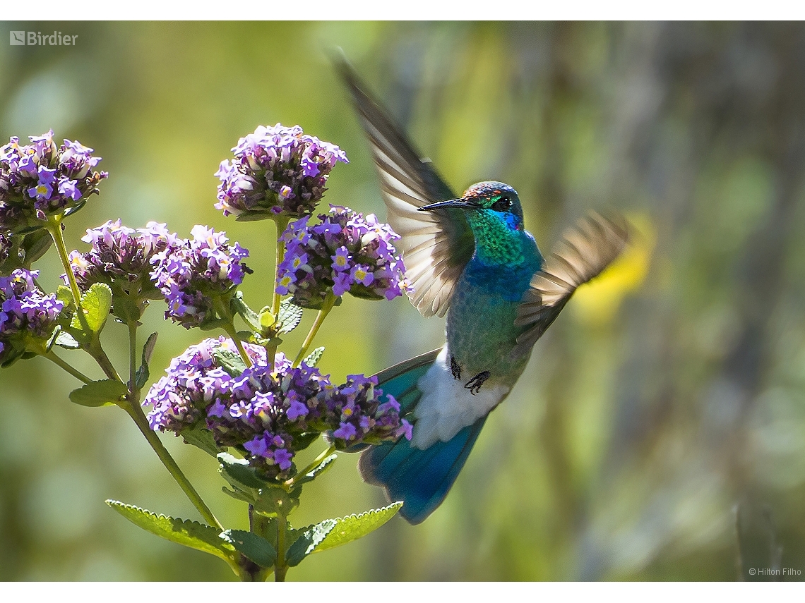 Colibri serrirostris