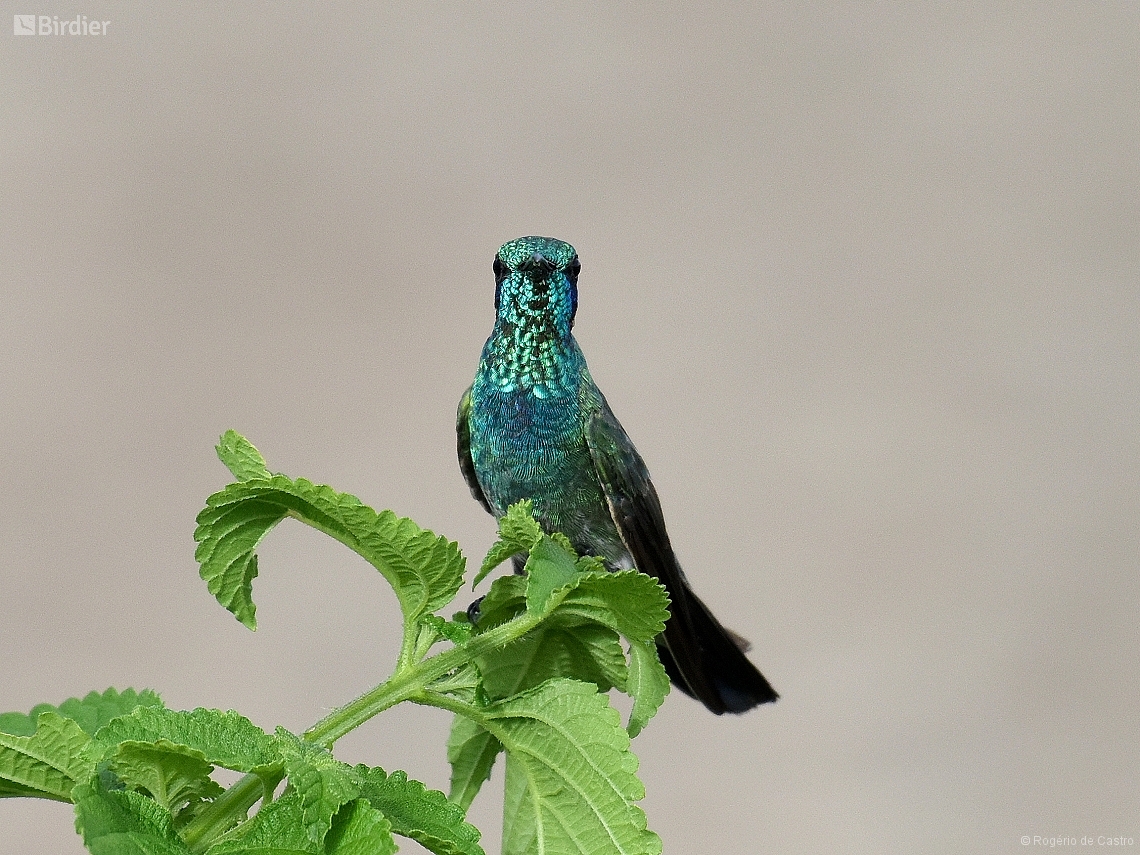 Colibri serrirostris