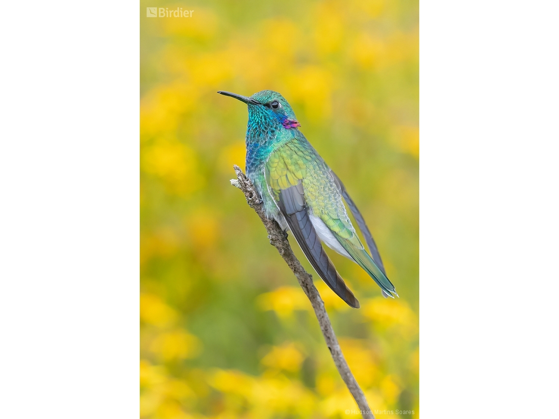 Colibri serrirostris