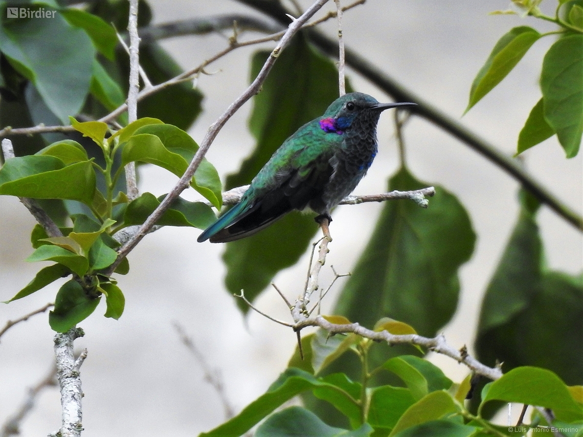 Colibri serrirostris