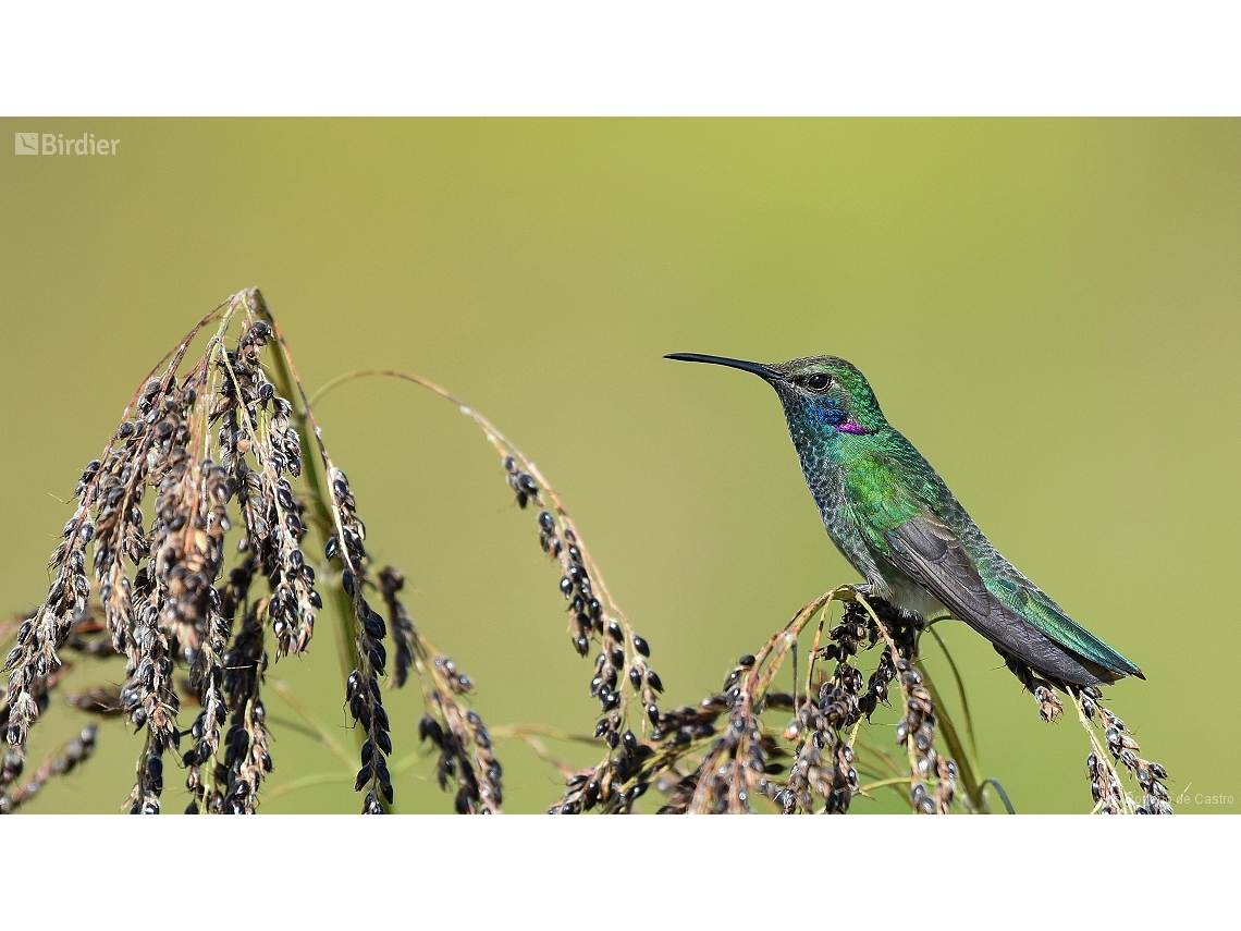 Colibri serrirostris