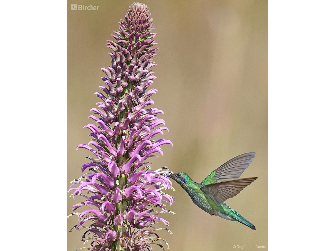 Colibri serrirostris