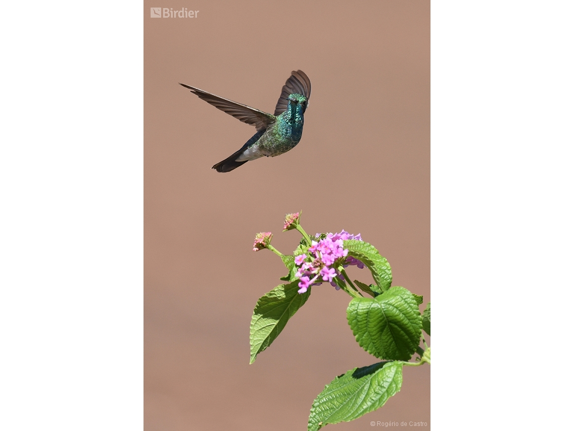 Colibri serrirostris