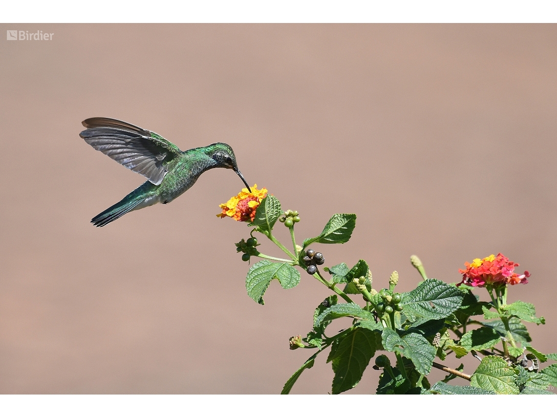 Colibri serrirostris