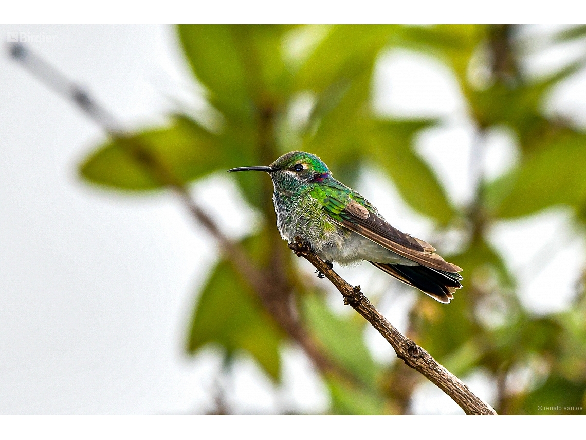 Colibri serrirostris