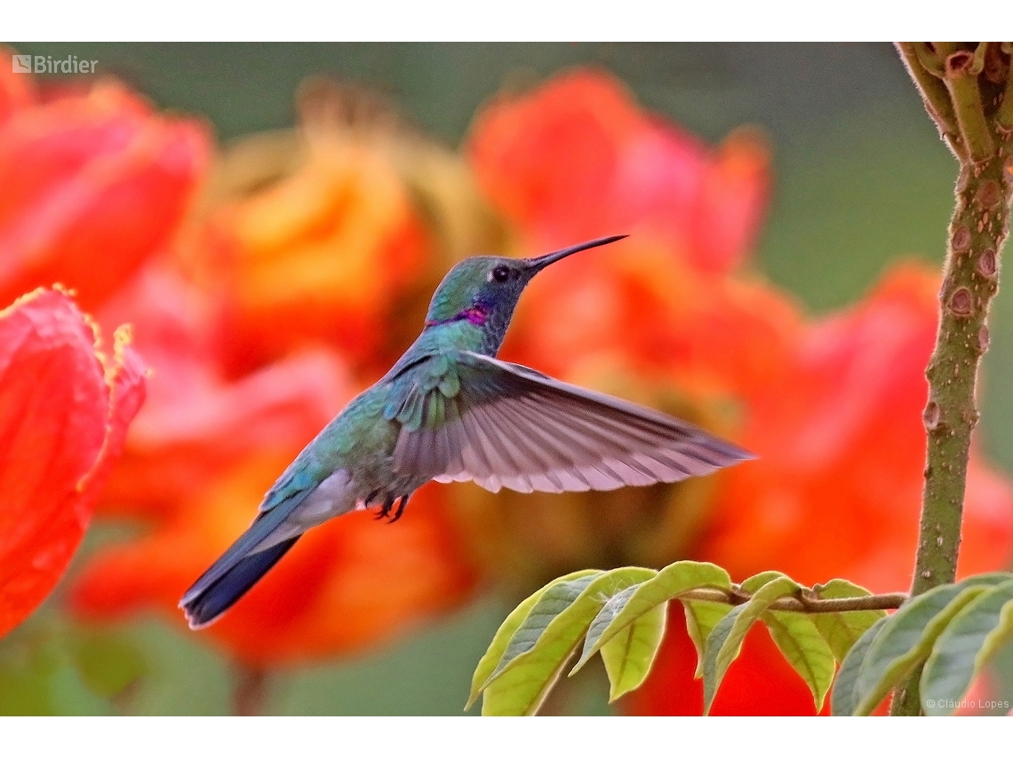 Colibri serrirostris