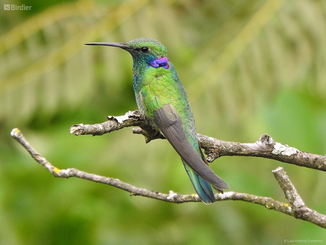 Colibri serrirostris