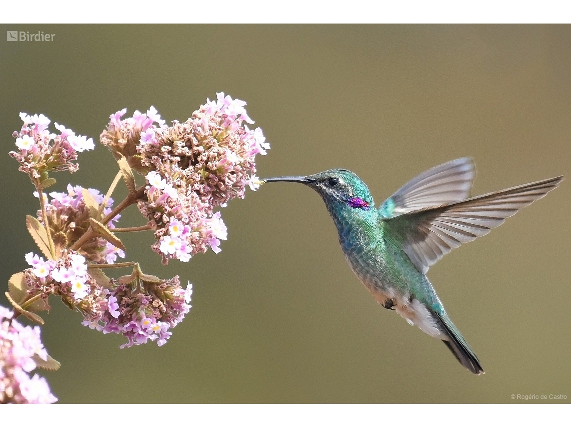 Colibri serrirostris