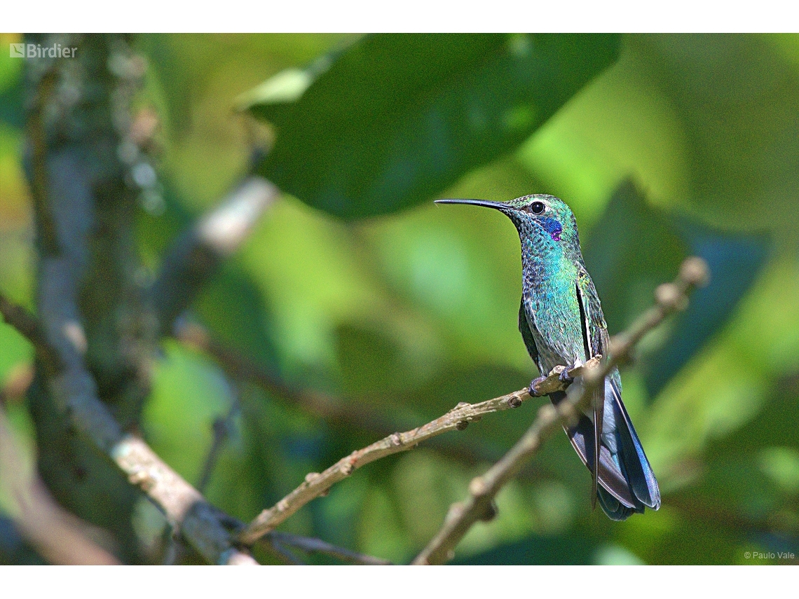 Colibri serrirostris